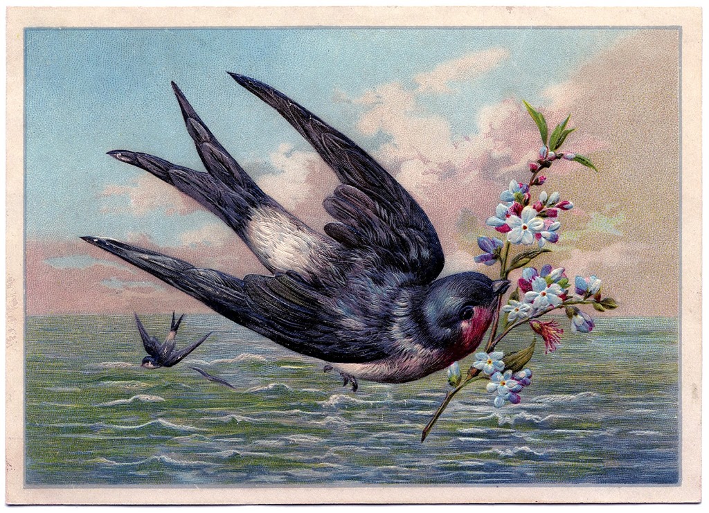 Spring Song Of The Swallow Poem With Recording