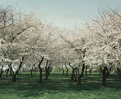 cherry blossom festival. cherry blossoms in bloom.