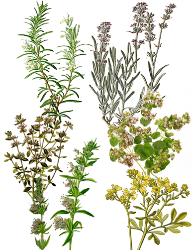 Rosemary Green and Lavender Blue - Mama Lisa's House of English Nursery Rhymes, Comment Image