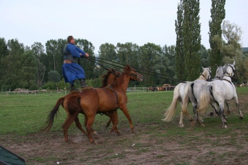 1200px-Csikós_at_Puszta_show