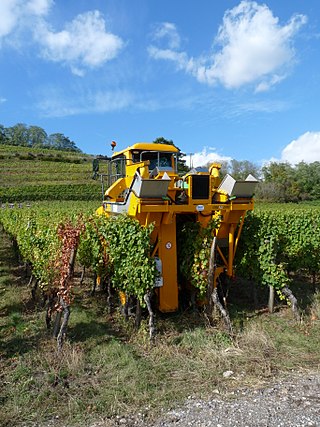 320px-Orschwiller-Machine_à_vendanger_(5)