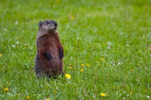 800px-Groundhog-Standing2-cc