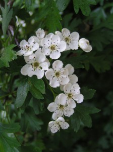 Common_hawthorn_flowers