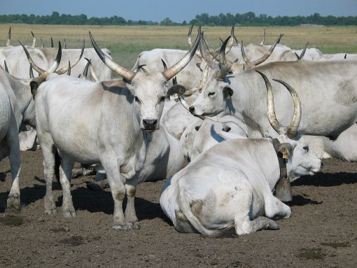 Hungarian_Grey_Cattle pd