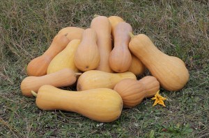 butternut_squash_pd