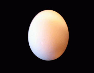 egg