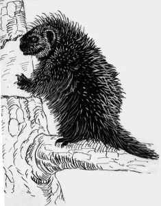 porcupine_climbing_tree_pd