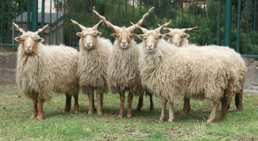 racka-sheep-cc