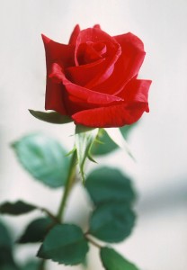 red_rose_pd