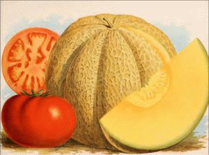 tomatoes_melon_1889