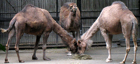 Photo of Camels