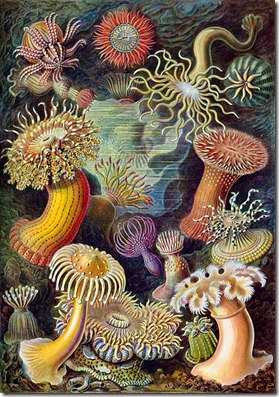 420px-Haeckel_Actiniae