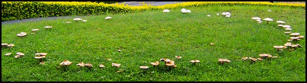 800px-Fairy_ring_on_a_suburban_lawn_100_1851