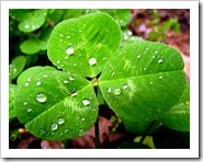 800px-Trifolium_repens_Leaf_April_2,_2010