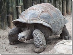 A._gigantea_Aldabra_Giant_Tortoise