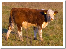 Brown_cow_in_a_field