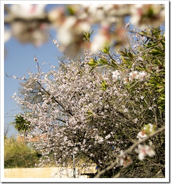 Cerisier en fleur