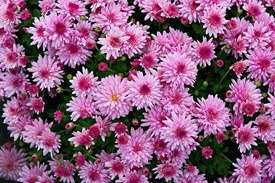 Chrysanthemum_x_morifolium_Dompierre_2