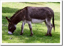 Donkey_1_arp_750px