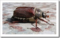 Feldmaikäfer_(Melolontha_melolontha)_w_3
