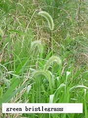 GreenBristlegrass