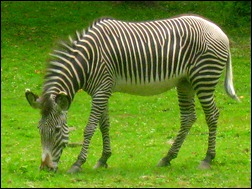 The Wicked Zebra - American Children's Songs - The USA - Mama Lisa's World: Children's Songs and Rhymes from Around the World - Intro Image The Wicked Zebra - American Children's Songs - The USA - Mama Lisa's World: Children's Songs and Rhymes from Around the World - Intro Image