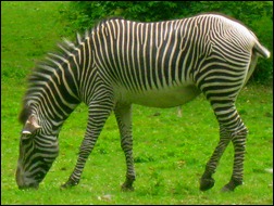 The Wicked Zebra - American Children's Songs - The USA - Mama Lisa's World: Children's Songs and Rhymes from Around the World - Comment After Song Image The Wicked Zebra - American Children's Songs - The USA - Mama Lisa's World: Children's Songs and Rhymes from Around the World - Comment After Song Image
