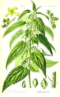 Illustration_Urtica_dioica0