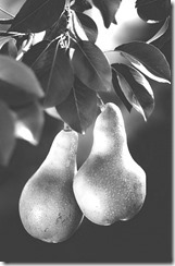 Pears_(1)