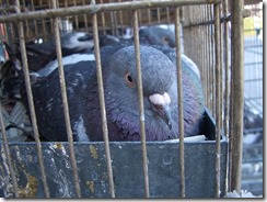 Pigeon_in_the_cage