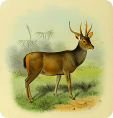 The_deer_of_all_lands_(1898)_Malayan_sambar