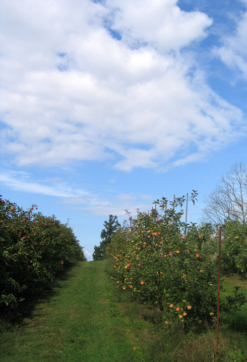 Apple Orchard