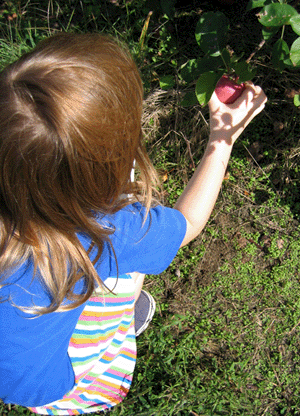 Apple Picking Photo