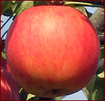 Photo of an Apple