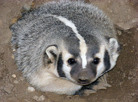 Photo of a Badger