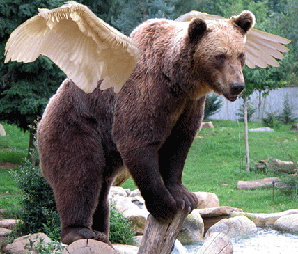 Photo of a Bear with Wings