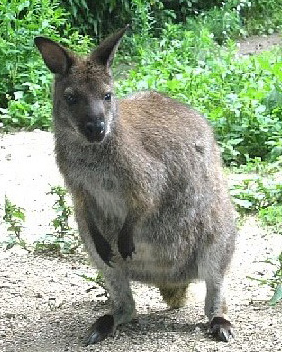 Photo of a Wallaby