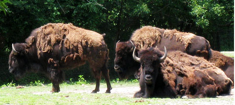 Photo of Bison