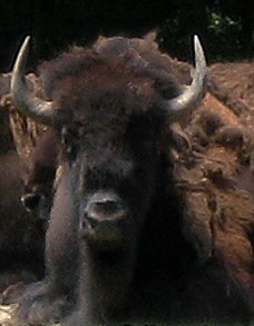 Photo of Bison