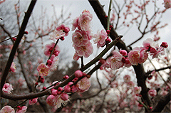 Photo of Plum Blossoms