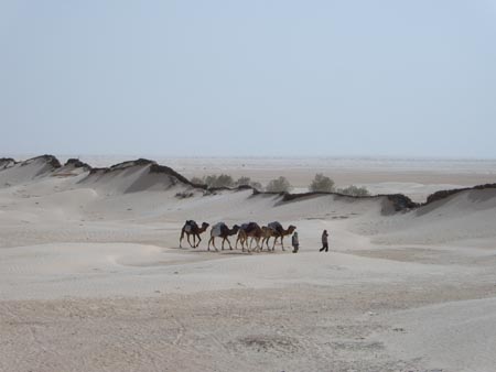 Photo of Camels in Tunisia