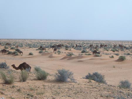 Photo of Camels