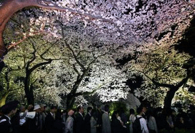 Photo of Cherry Blossoms at Night