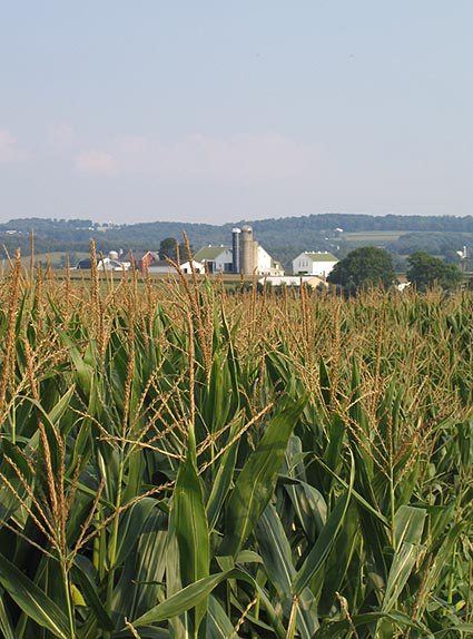 Photo of a Farm that Grows Corn