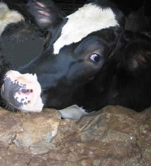 Photo of a Cow