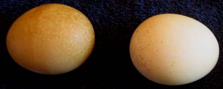 Photo of Eggs Dyed Naturally Yellow