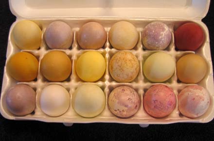 Photo of Dyed Eggs