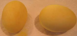 Photo of Eggs Dyed Naturally Yellow