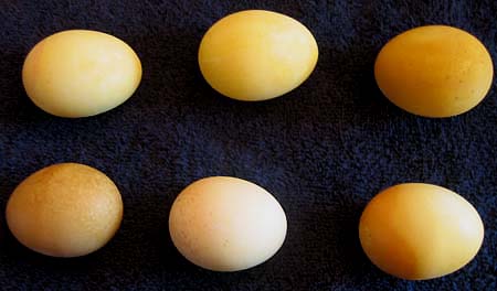 Photo of Eggs Dyed Naturally Yellow