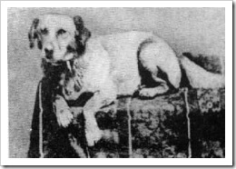 Abraham Lincoln's Dog Fido